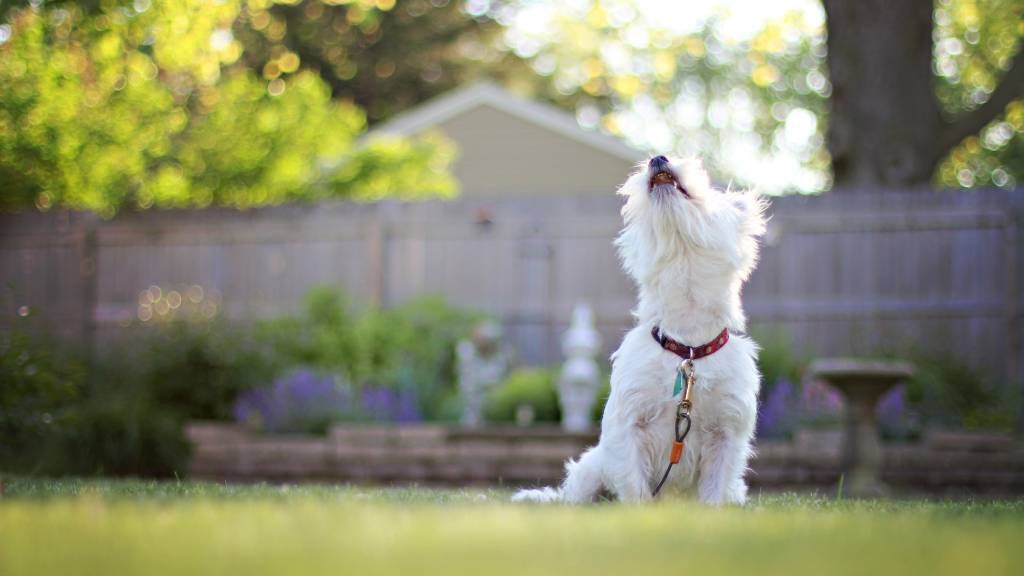 West Highland White Terrier barking