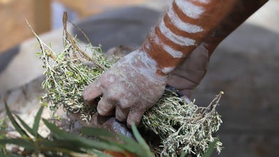 An Aboriginal Australian painted in white ochre prepares eucalyptus for a smoking ceremony