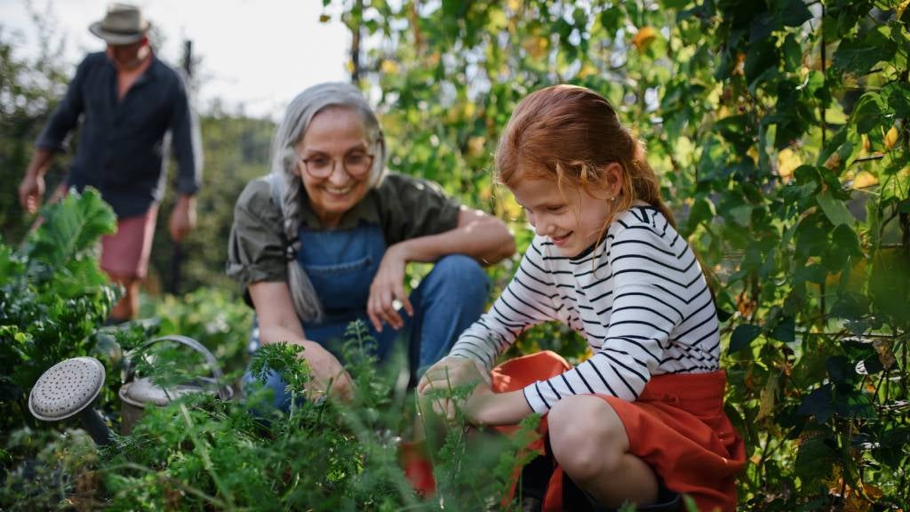 Grandmother and grandfather work in veggie garden with red-haired granddaughter.