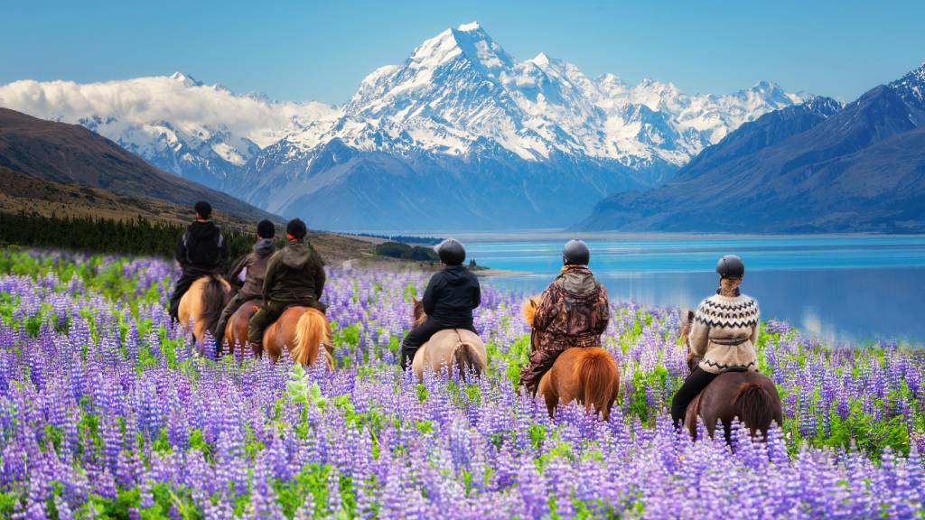 travelers ride horses in lupine flower field overlooking the beautiful landscape with snowy mountains and water