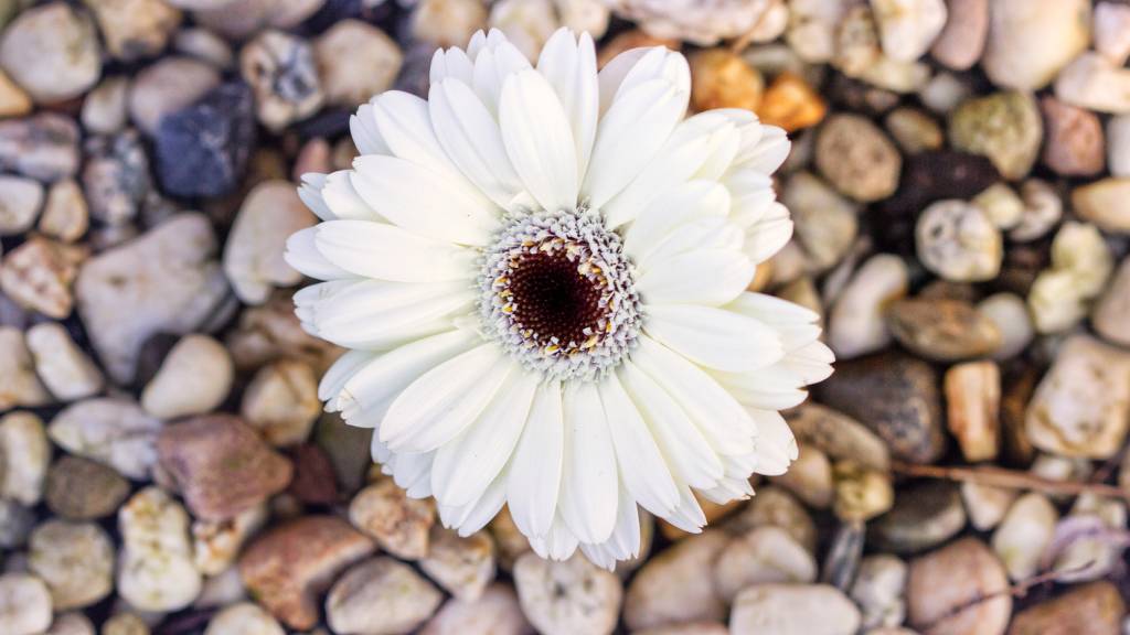 flowers for an unconventional funeral