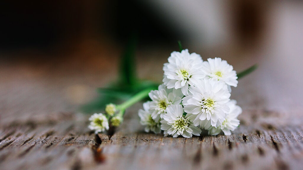 bunch of white flower