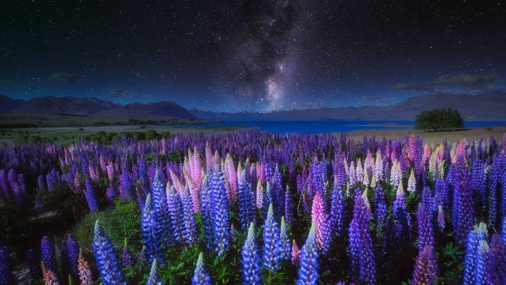 The Milky Way and lupins field near Lake Tekapo, on New Zealand's South Island