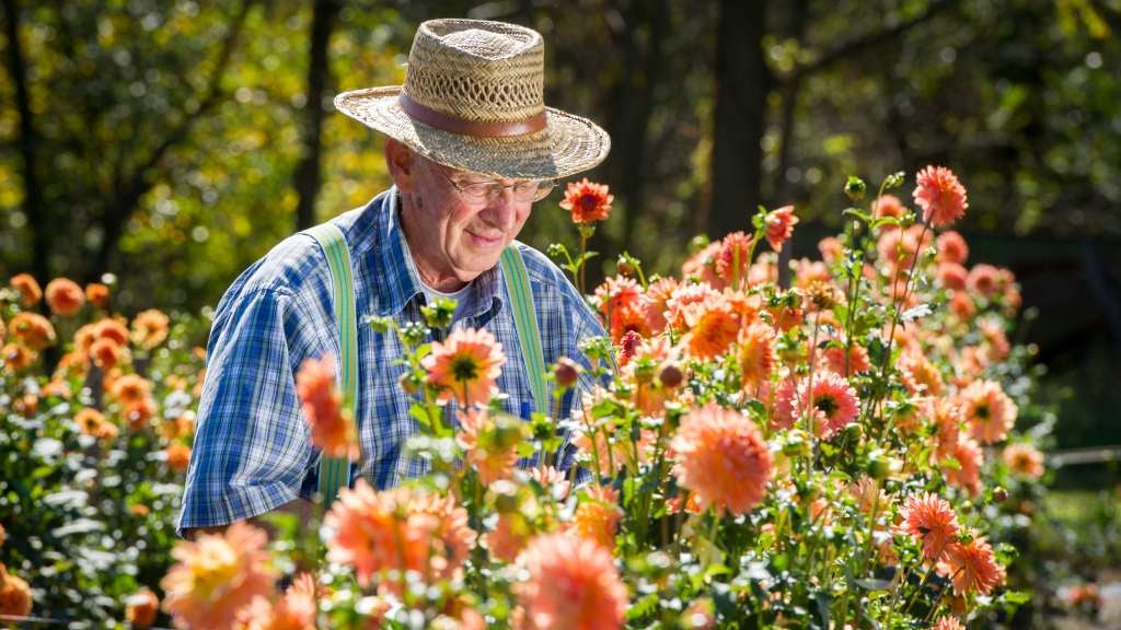 Senior man maintaining his colourful garden