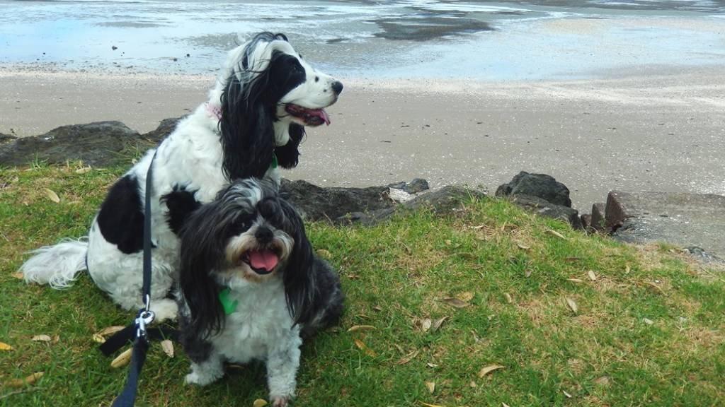 dogs on the beachside