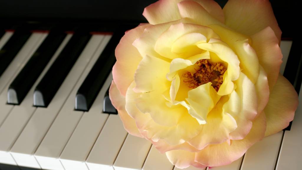 Rose on a keyboard