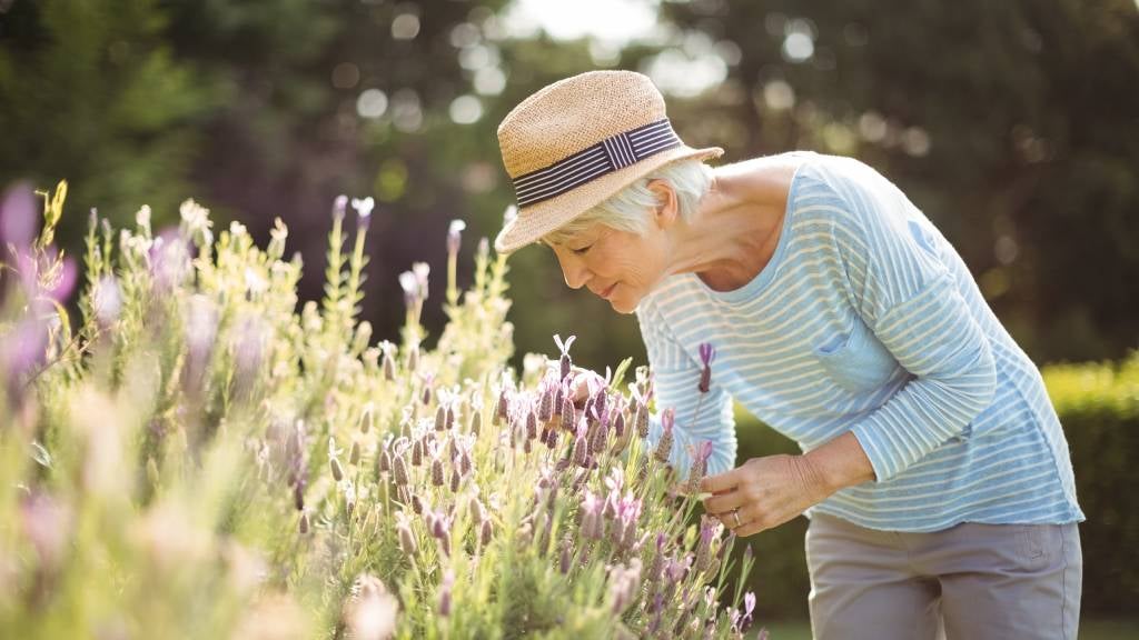 Woman pics lavender in her garden on a sunny day