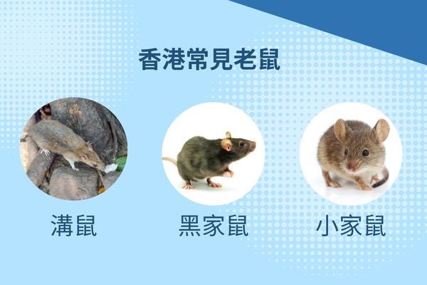香港有哪些常見的老鼠?