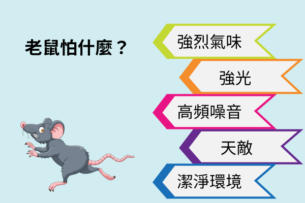 老鼠怕什麼？