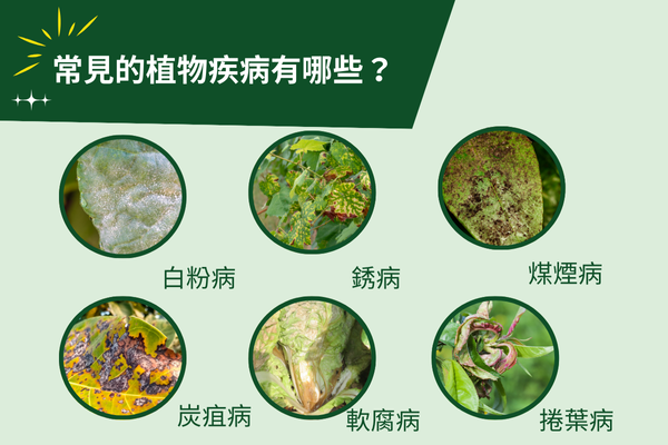 常見的植物疾病有哪些?
