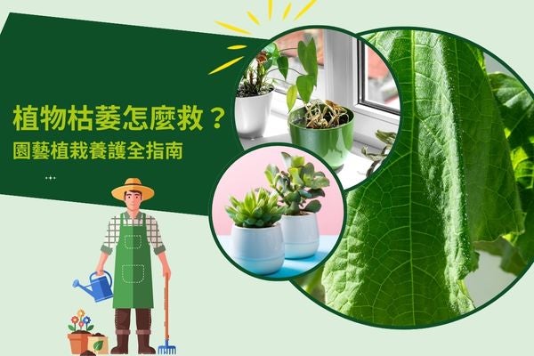 植物枯萎怎麼救？園藝植栽養護全指南