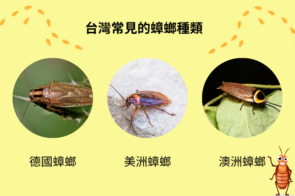 台灣常見的蟑螂種類