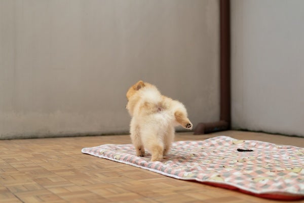 訓練狗狗上廁所