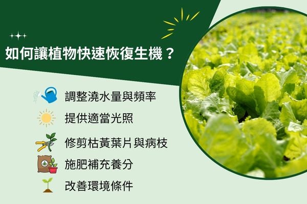 如何讓植物快速恢復生機?