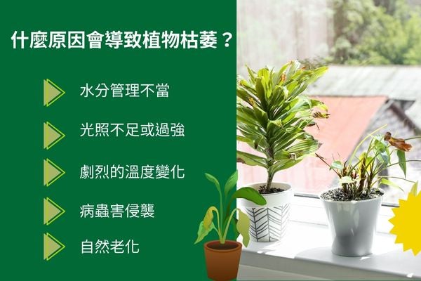 什麼原因會導致植物枯萎?