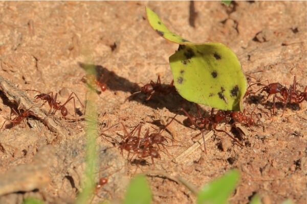 入侵紅火蟻是強勢的外來種，無所不吃且攻擊性極強
