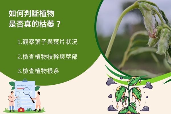 如何判斷植物是否真的枯萎?