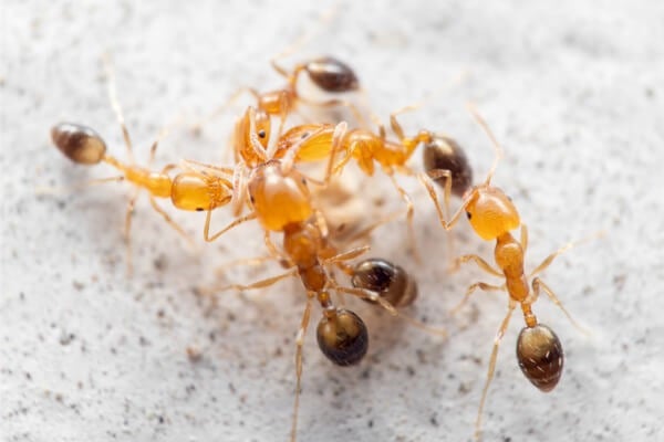 ▲餌劑是利用蟻類的交哺習性，將毒藥餵食給幼蟲及蟻后，達到滅巢的效果。