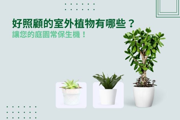 好照顧的室外植物有哪些?讓您的庭園常保生機! 好照顧的室外植物有哪些?讓您的庭園常保生機!
