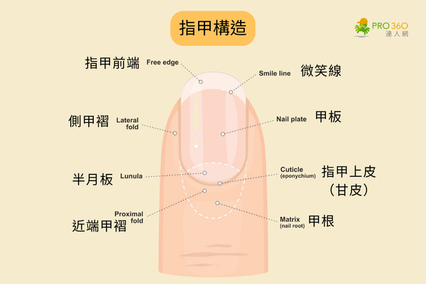指甲如何保養