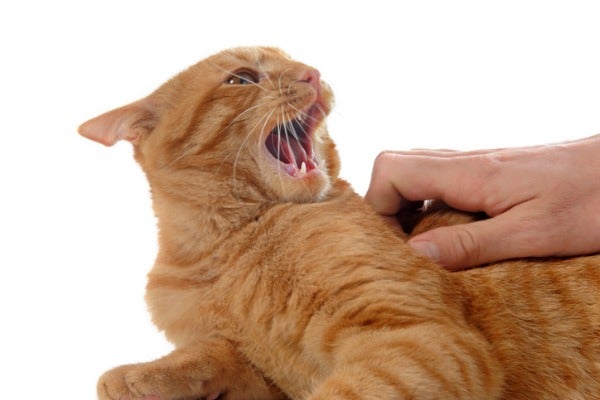 如果貓咪有持續性攻擊行為，可請貓咪訓練師協助改善