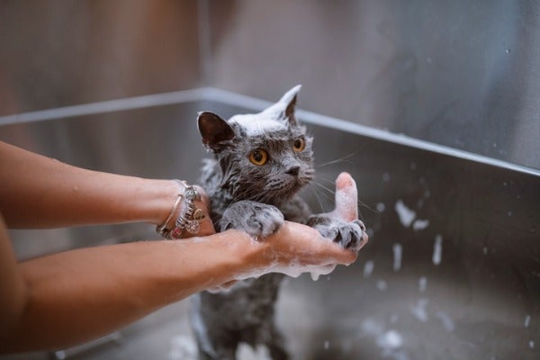 帶貓到寵物店洗澡