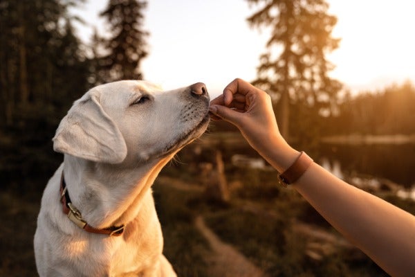訓練狗狗時，可以使用零食傳達表現好就有獎勵的觀念
