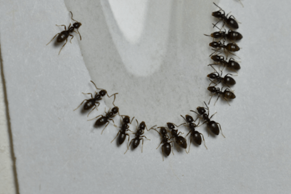 ▲投放餌劑讓工蟻帶回巢穴餵食蟻后，能有效滅巢。
