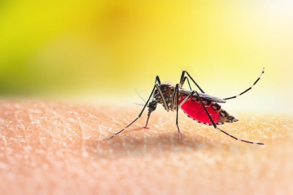 蚊蟲對人類的危害