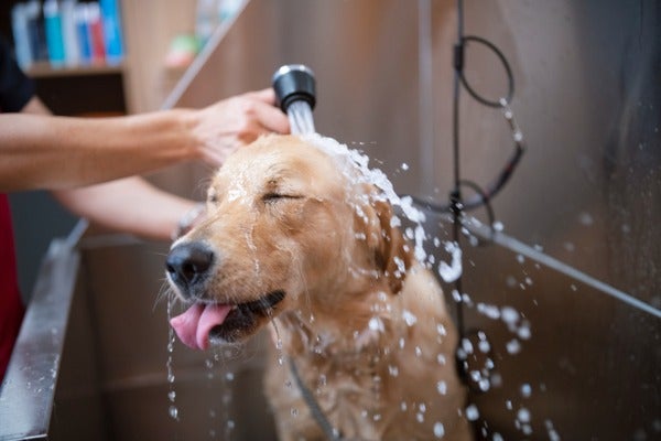 黃金獵犬洗澡