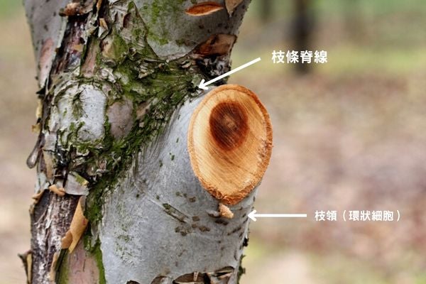 進行樹木修剪時需在枝條脊線與環狀細胞的外側將基部枝條平整鋸斷