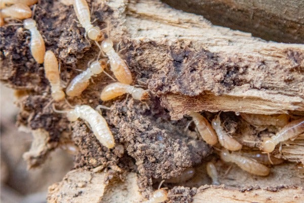 白蟻的危害有哪些？