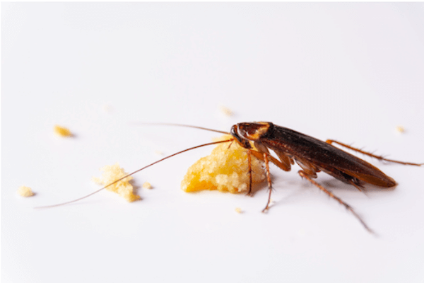 蟑螂是許多細菌、疾病的傳播者