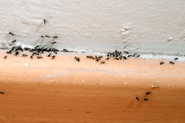 ▲螞蟻數量眾多，無法簡單使用除害劑根除
