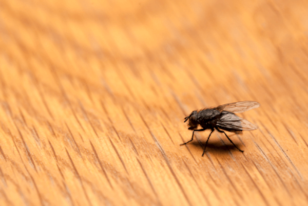 ▲蒼蠅是居家常見的騷擾性昆蟲