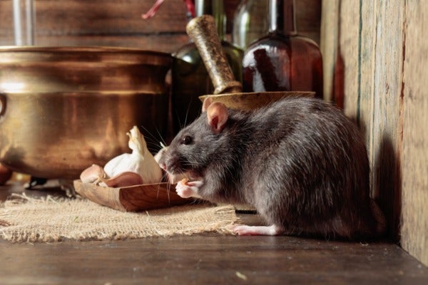 餐廳需定期進行老鼠防治