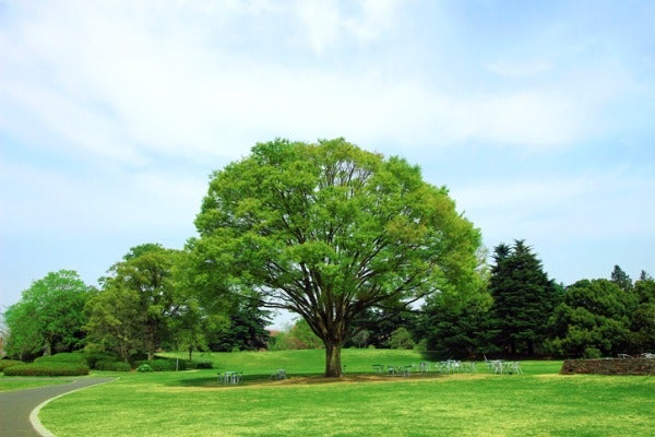 移植對樹木有哪些影響？
