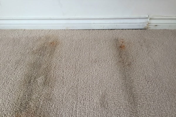 ▲地毯的絨毛結構，長時間使用後容易大量累積髒污