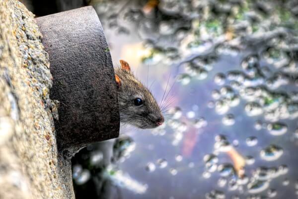 ▲老鼠常出現在排水溝，是病菌的傳播媒介。