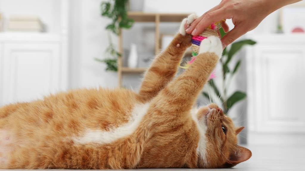 An orange cat lies belly up and touches a toy with both paws that their parent is holding