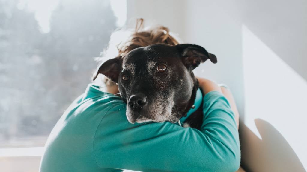 A person hugs a black dog with white markings