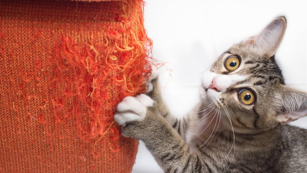 A wide-eyed kitten scratches a fabric sofa that looks frayed