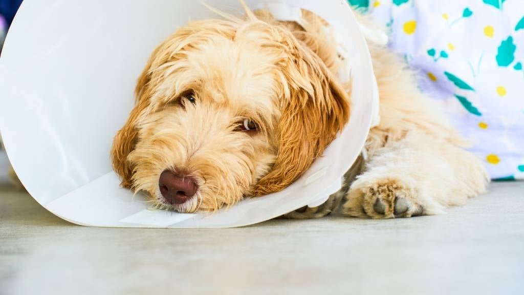 A dog wearing a recovery collar rests at home