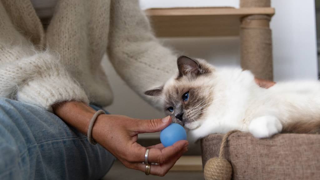 A woman sits on the floor and holds a ball near a cat relaxing in a cat bed