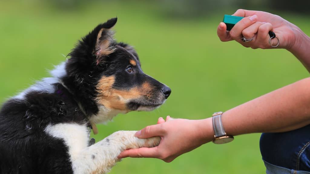 An attentive Border Collie puppy sits across from their owner who holds a training clicker