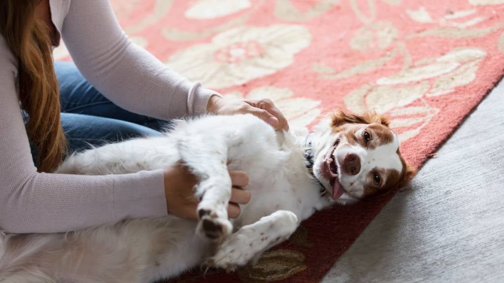 Dog gets scratches from pet parent