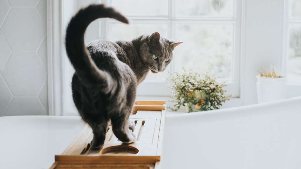 Grey Cat stands on a bath caddy and glances over her shoulder