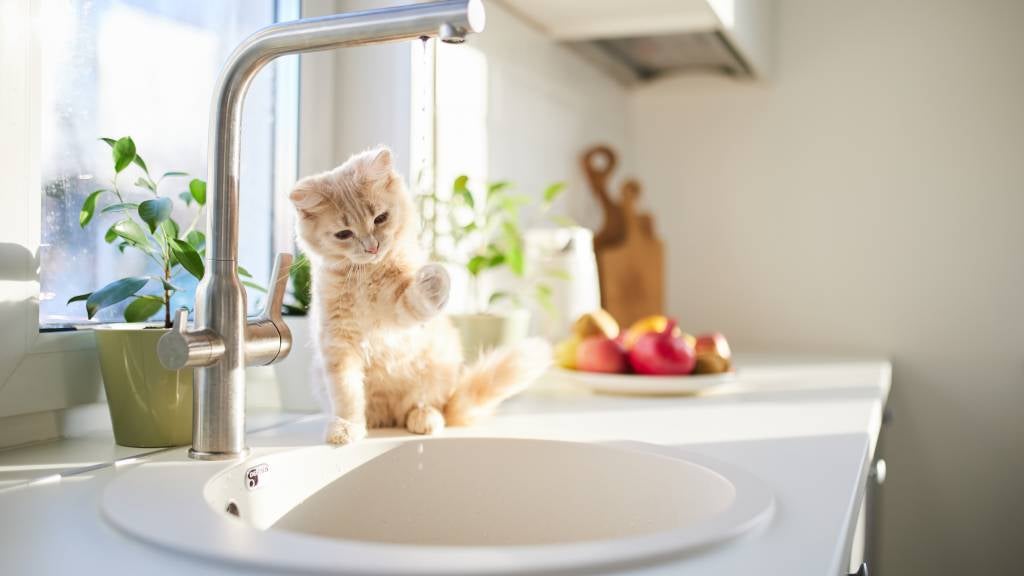 A fluffy cat sticks her paw in running water at the kitchen sink