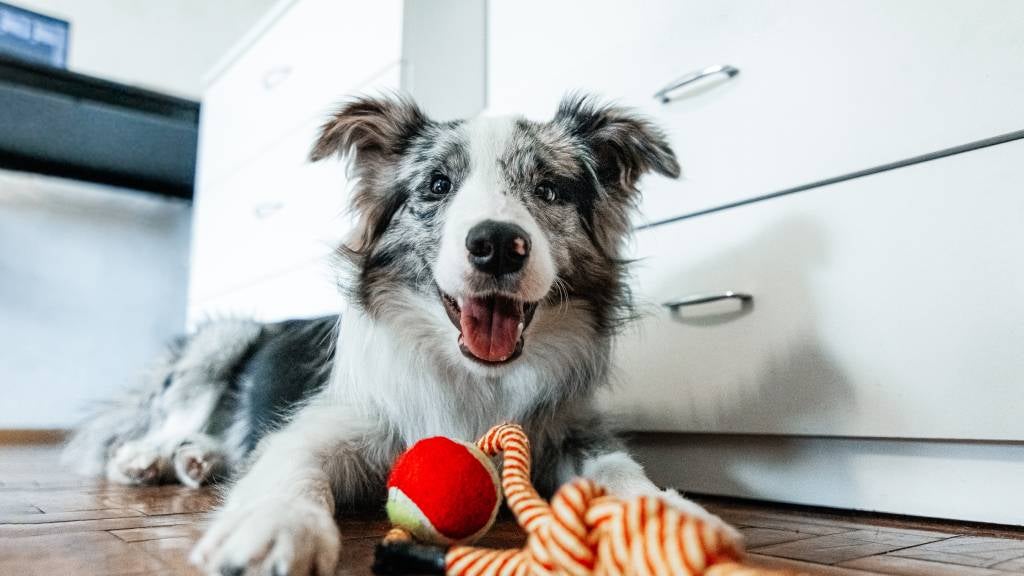 A happy Border Collie lays next to his toy on the floor