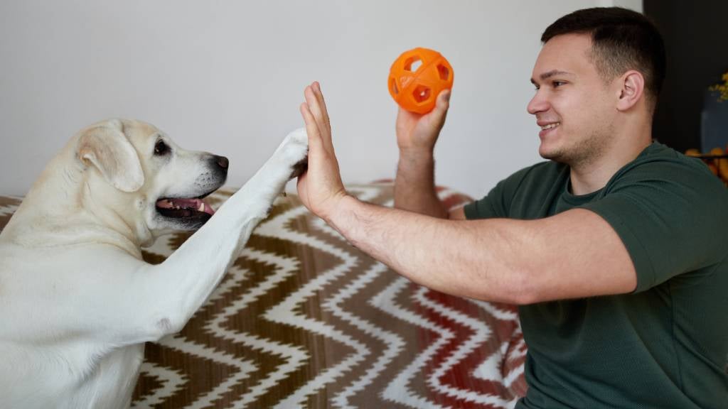 Pet-parent high fives his Labrador with one hand and holds toy with the other